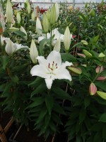 [4369 Queensland DJ No01.JPG]